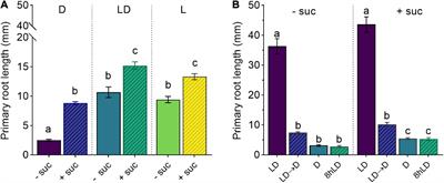 Effects of Light Intensity on Root Development in a D-Root Growth System